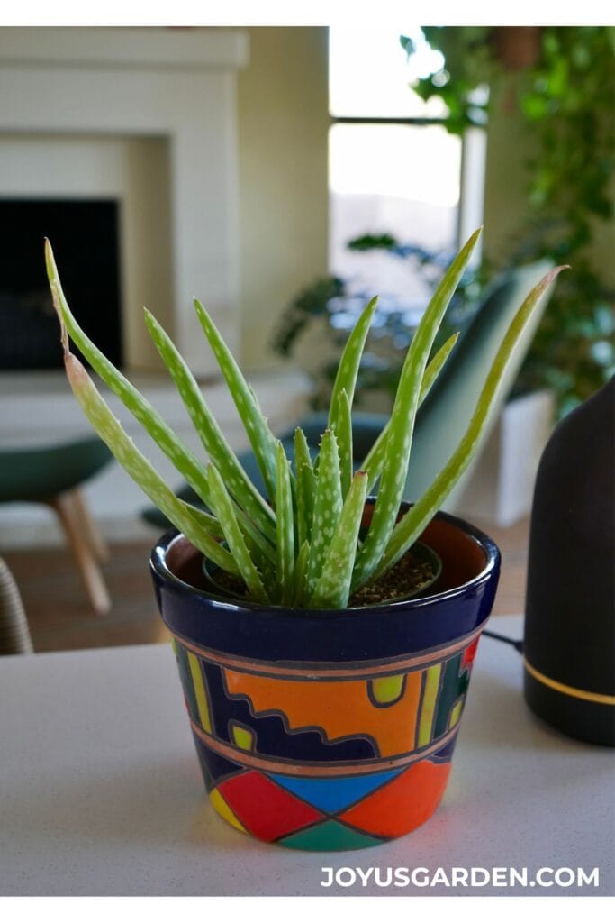 Small aloe vera plant in a colorful talavera pot on a kitchen island.