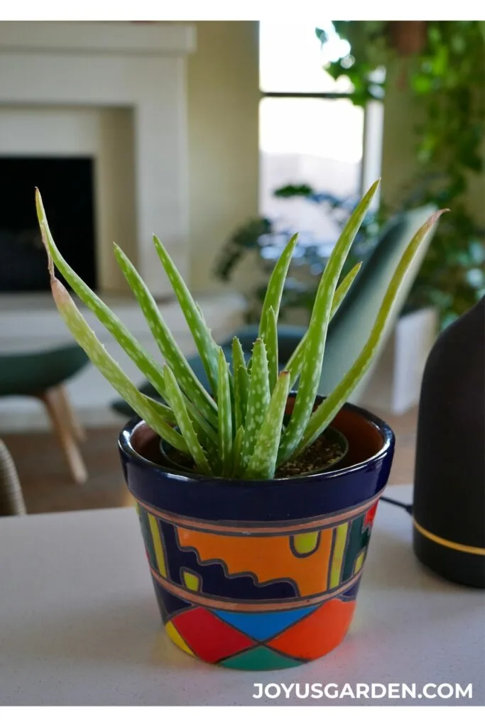 Small aloe vera plant in a colorful talavera pot on a kitchen island.