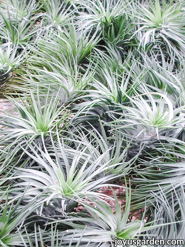 close up of many silver/green air plants