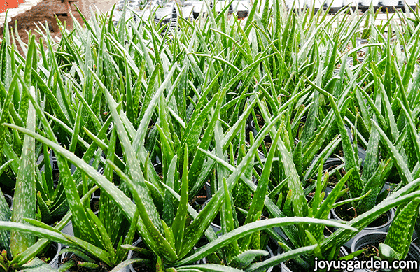 close up of 4" aloe vera plants growing in a greenhouse
