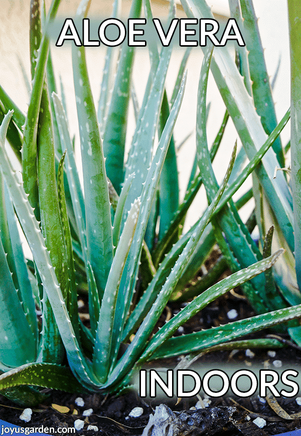 Growing Aloe Vera Indoors 5 Reasons Why You May Be Having Problems