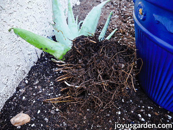 an aloe vera plant lies on its side the root ball is showing