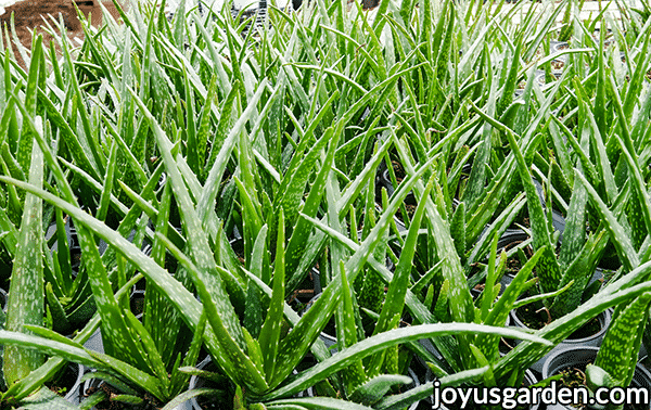 many small aloe vera succulent plants in small grow pots