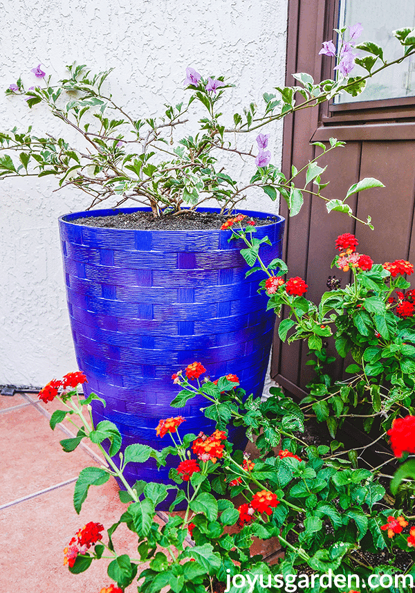 a variegated bougainvillea grows in a tall blue pot next to red lantana