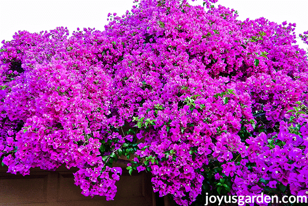 bright magenta bougainvillea in massive bloom