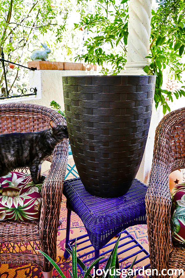 a tall brown pot sits outside on a purple table a grey kitty is sniffing the pot