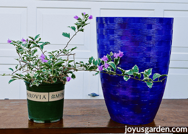 a green and white variegated bougainvillea with lavender flowers sits next to a tall blue urn pot on a table