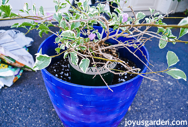 Looking down at a bougainvillea in a grow pot which sits inside a tall blue pot.