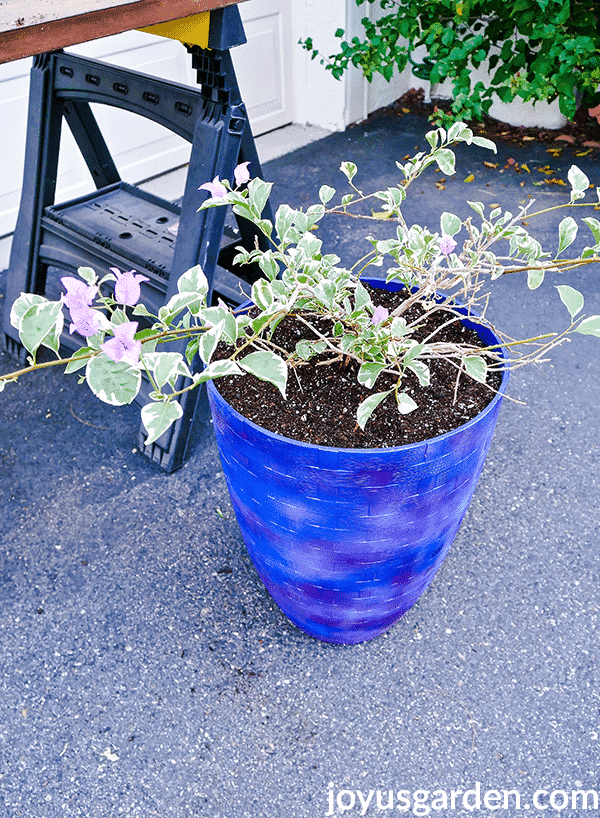 a green and white variegated bougainvillea with lavender flowers is planted in a tall blue pot