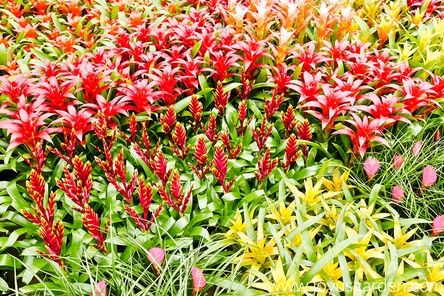 colorful bromeliads in reds pins and yellows on plant table in greenhouse