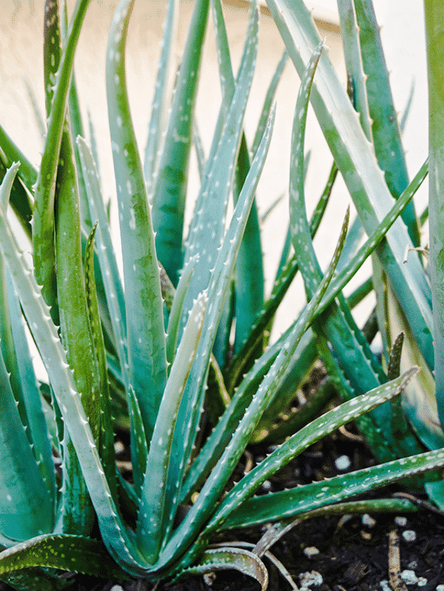 Aloe Vera: Answering Common Care Questions