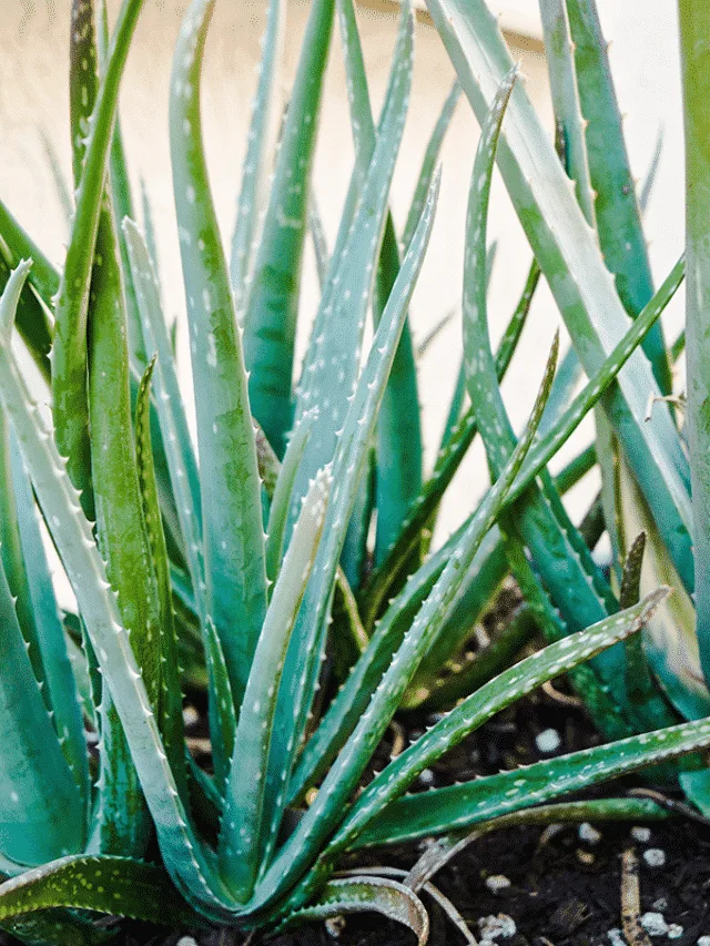 Answers To Questions About Aloe Vera