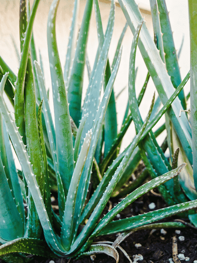 Aloe Vera: Answering Common Care Questions