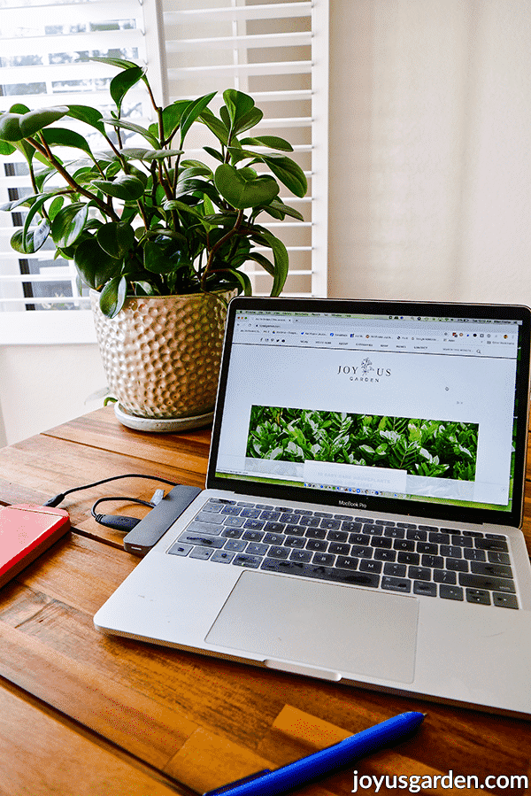 Office Desk Plants: Best Indoor Plants for Your Workspace