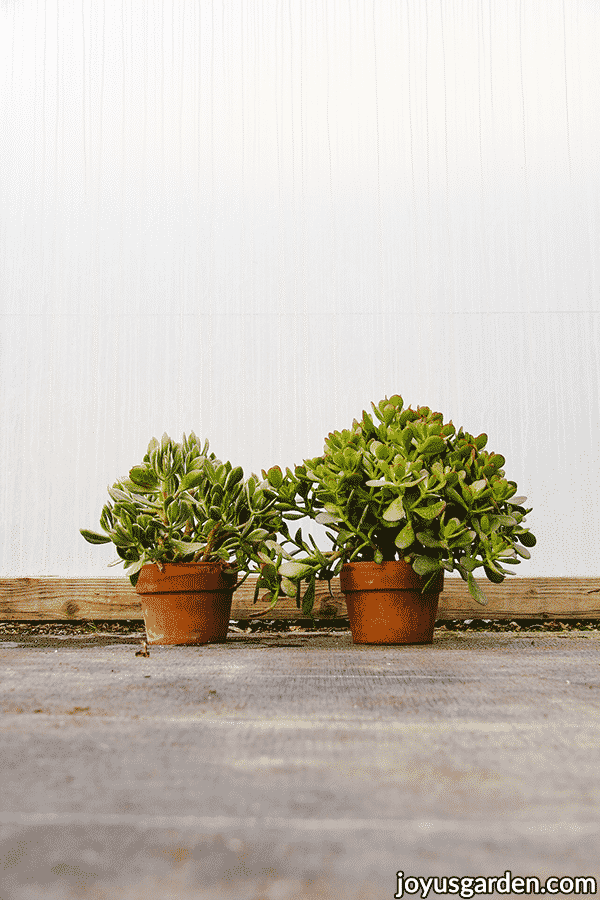 2 jade plants 1 with variegated foliage & 1 with solid foliage in terra cotta pots