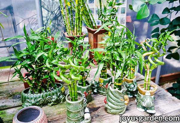 different forms of lucky bamboo plant arrangements in different pots for sale