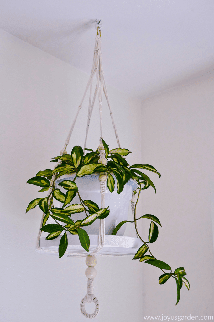 Macrame Fiber Arts Macramé hanger pot green water