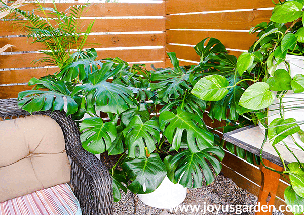 A large monstera deliciosa split leaf philodendron grows in a white pot on the floor.