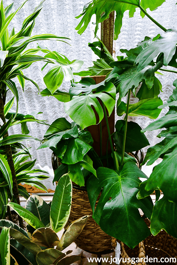 A monstera deliciosa swiss cheese plant grows up a piece of wood.