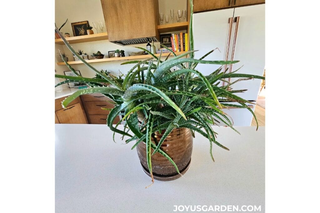 Aloe vera plant in a bronze metallic pot sits on a kitchen island.