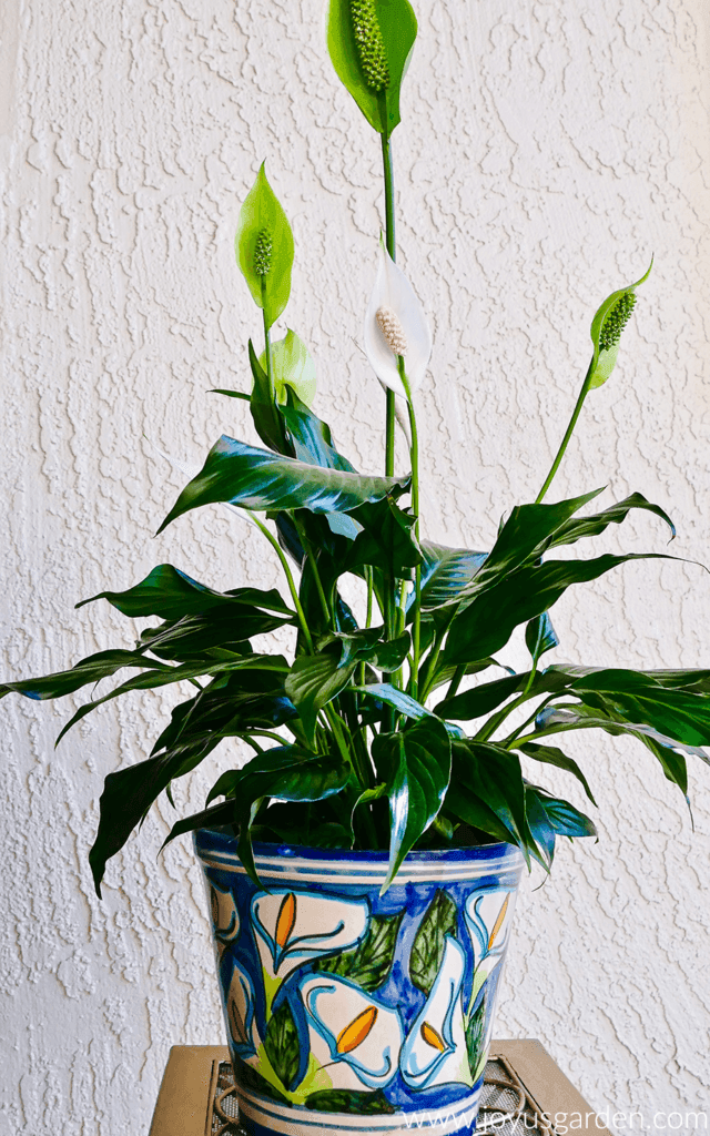 peace lily displayed in decorated plant