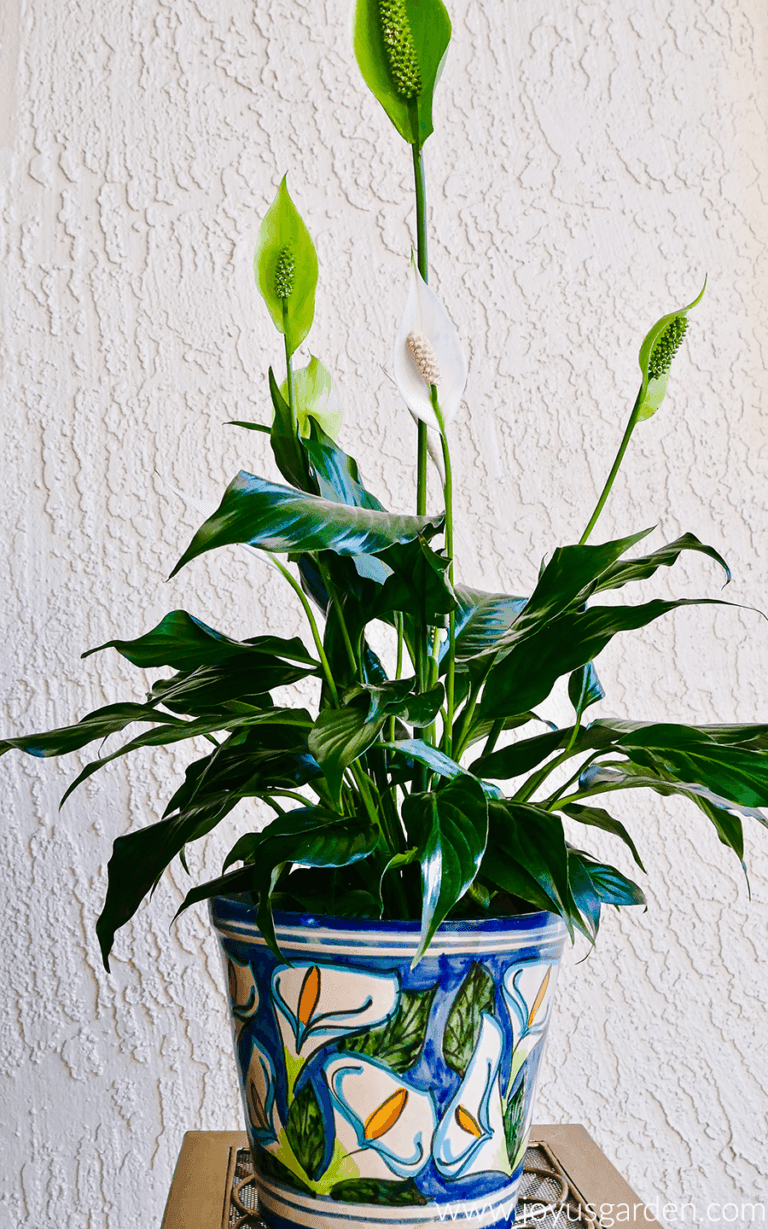 Watering Indoor Plants, A Complete Guide Joy Us Garden