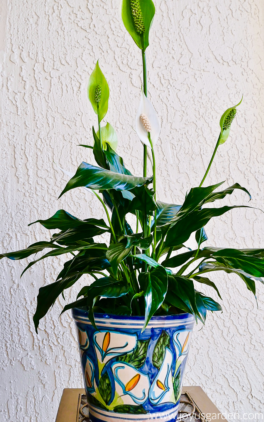 peace lily with white flower bloom displayed in decorated planter pot