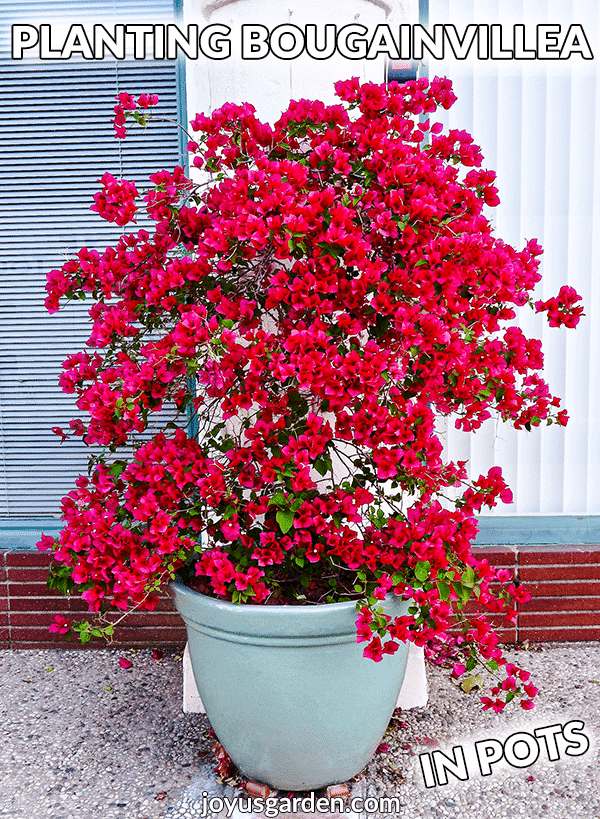 A red bougainvillea in full bloom grows in a light blue ceramic pot the text reads planting bougainvillea in pots joyusgarden.com.