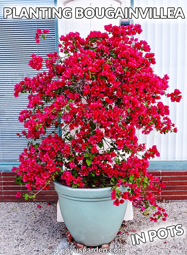 A red bougainvillea in full bloom grows in a light blue ceramic pot the text reads planting bougainvillea in pots joyusgarden.com.