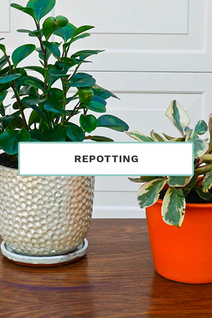 Repotting
