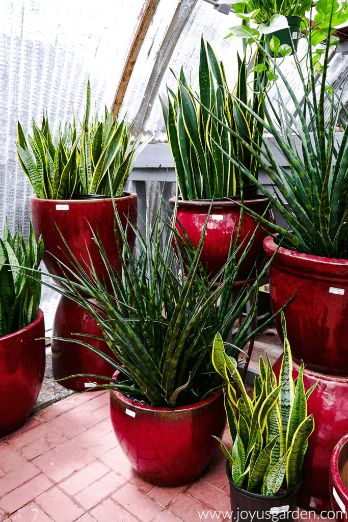 snake plants pictured in pots