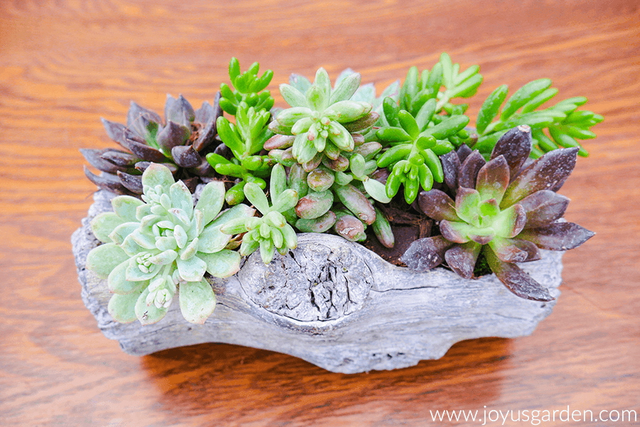 succulents growing in container