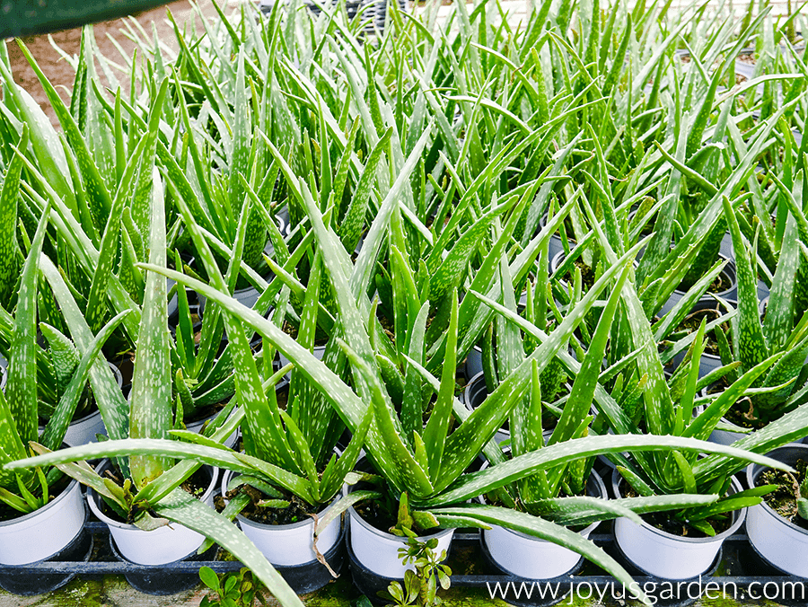 aloe vera plants