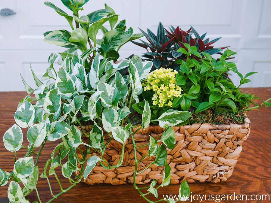 dish garden made of houseplants