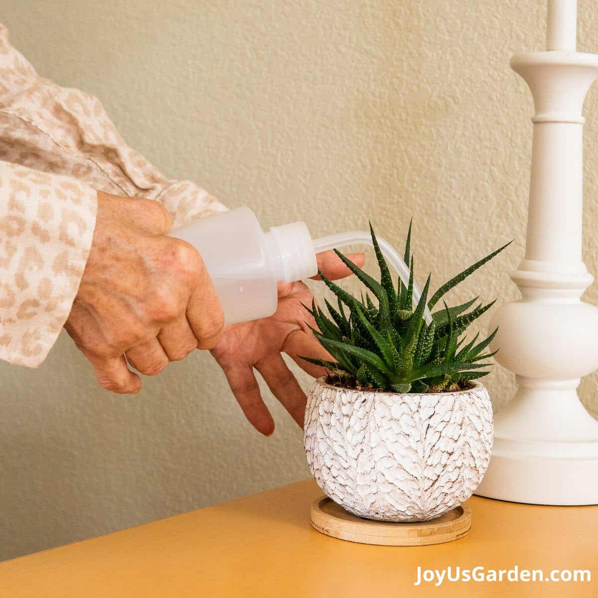 nell foster using a small watering bottle to water haworthia in white plant pot