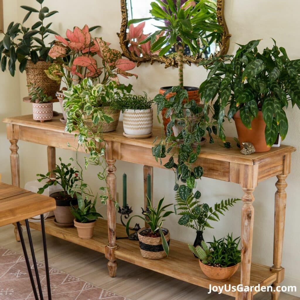 Watering Indoor Plants, A Complete Guide Green Thumb Link