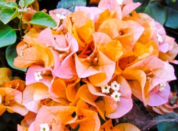 Bougainvillea