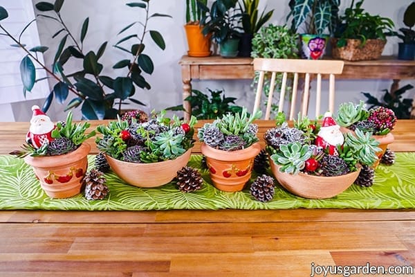 Christmas Succulent Arrangements In Pots | Joy Us Garden
