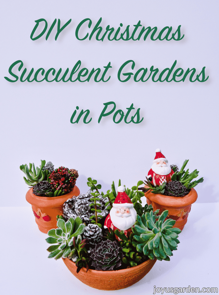Christmas Succulent Arrangements In Pots: A Festive Succulent Garden DIY