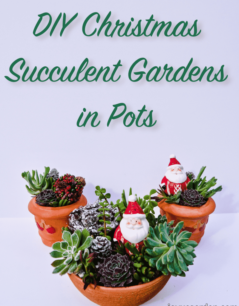 3 Christmas succulent arrangements in terra cotta pots the text reads diy succulent gardens in pots