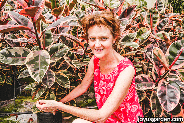 nell foster kneels in front of many pink & green ficus elastica rubberplant rubys