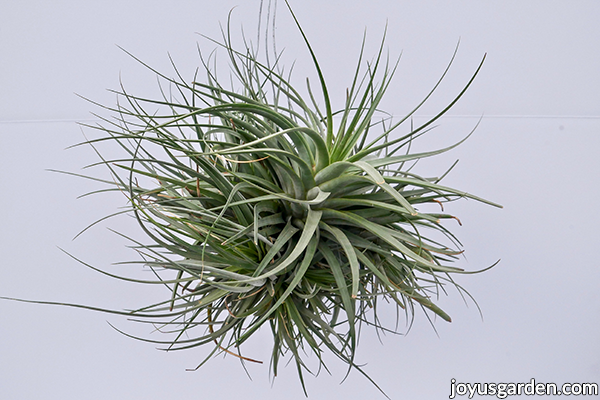 a large tillandsia concolor air plant in a clumping form