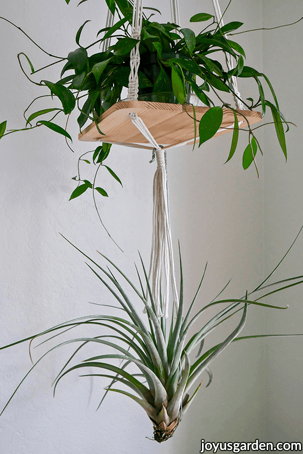 a large tillandsia fasciculata air plant hangs off a hanging shelf with a hoya on it