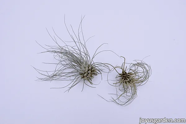 2 tillandsia fuchsii air plants 1 larger 1 smaller