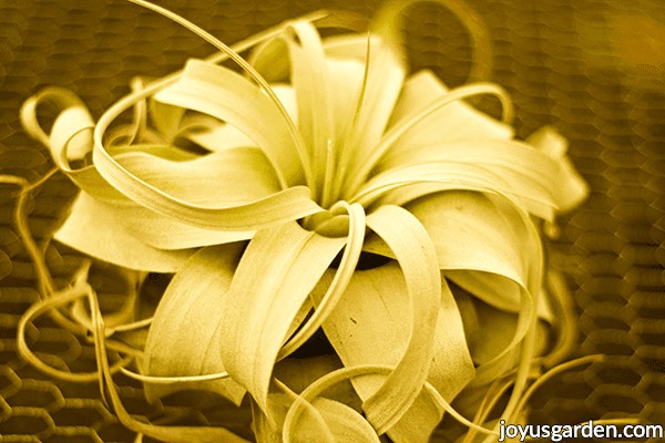 close up of a tillandsia xerographica air plant