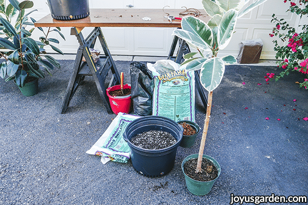a variegated rubber plant tree next to a large grow pot with potting materials behind
