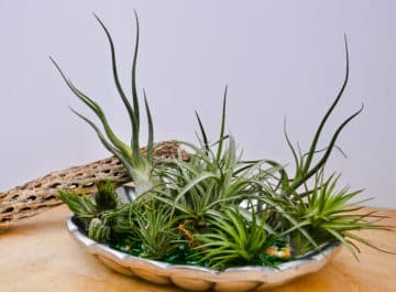 Air Plants