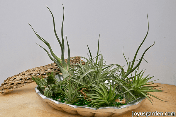 a variety of tillandsia air plants sit in a pewter tray with a piece of cholla wood resting on it