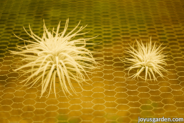 a pair of tillandsia tectorum air plants 1 smaller 1 larger