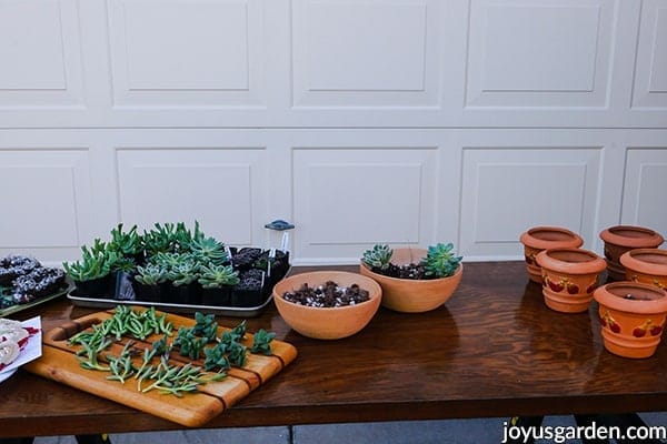 terra cotta pots succulent cuttings & 2" succulent plants sit on a work table